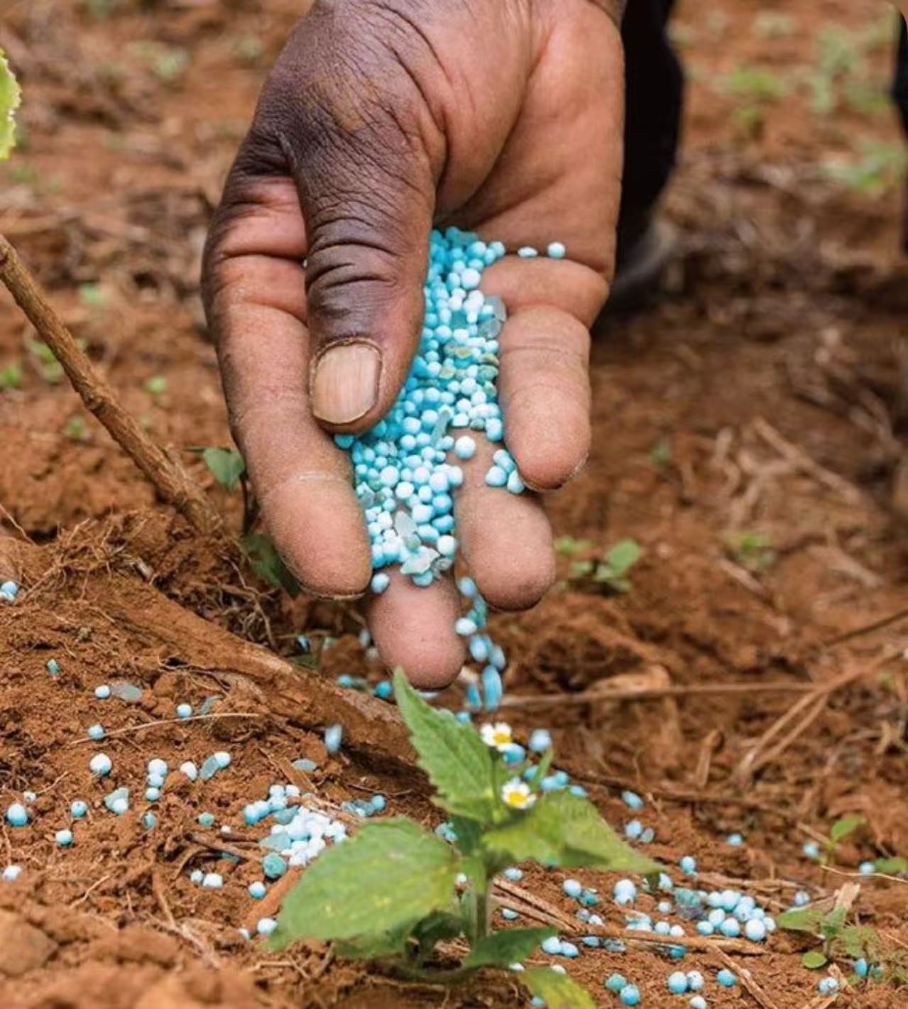 Plant growth regulators including gibberellic acid and brassinolide